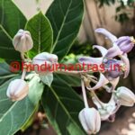 Erukkum poo for Ganesha