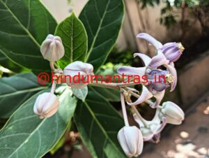 Erukkum poo for Ganesha