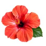 Red Hibiscus flower for ganesha