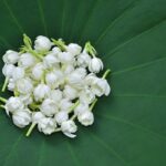 favorur flowers for Ganesha