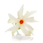 Parijatha flower for Ganesha