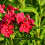 Oleander for Lord Ganesha