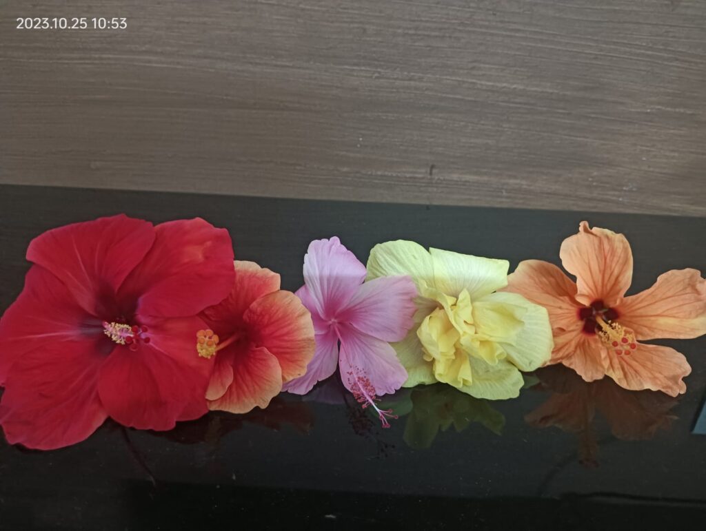 offering hibiscus flowers to God