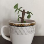 Growing Jade from cuttings