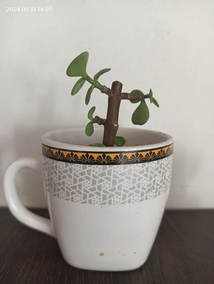 Growing Jade from Cuttings in Bangalore 