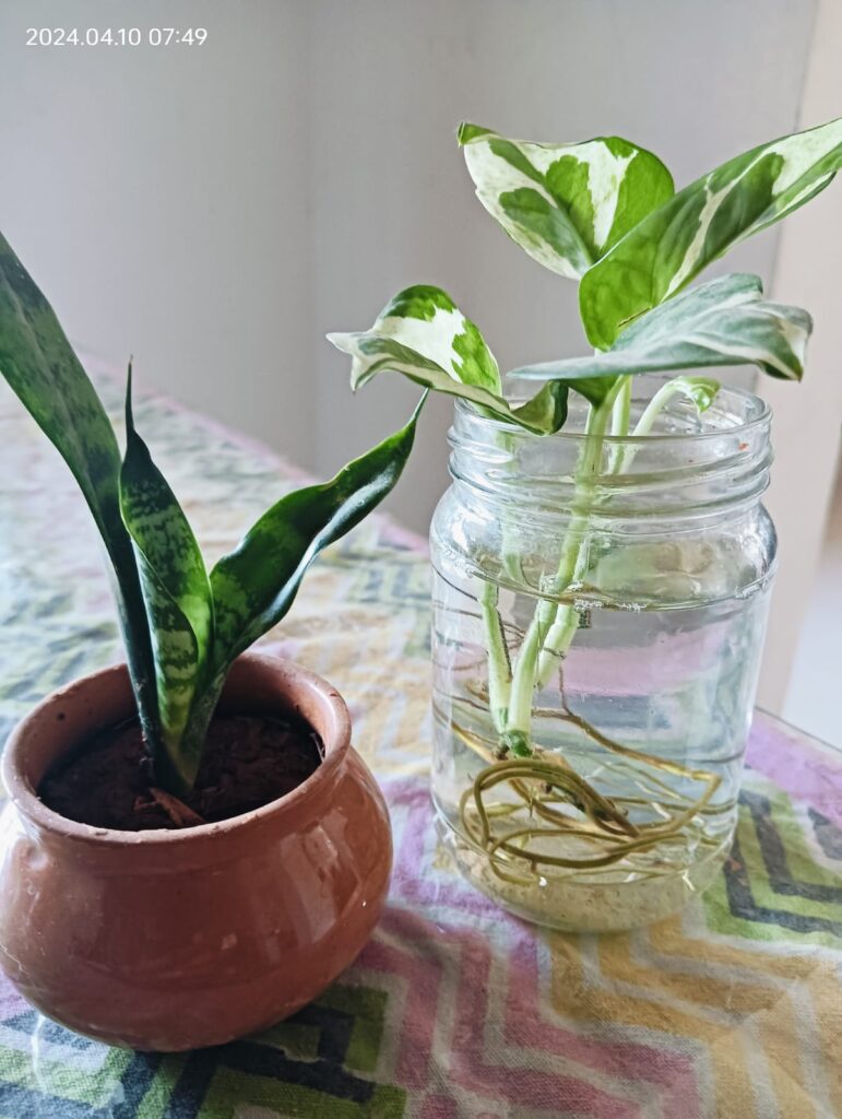 Gowing plants in glass bottle